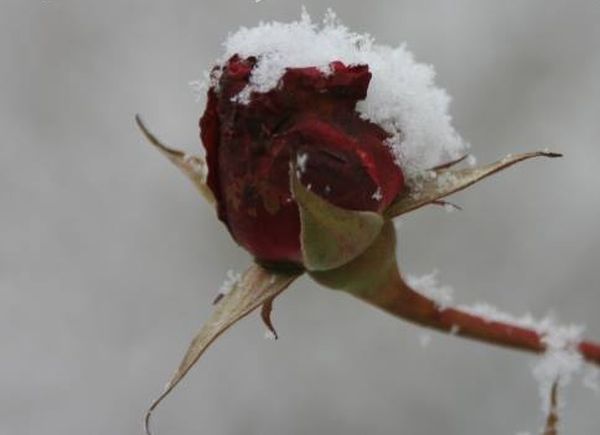 bluete-winter-congregatio-jesu.jpg