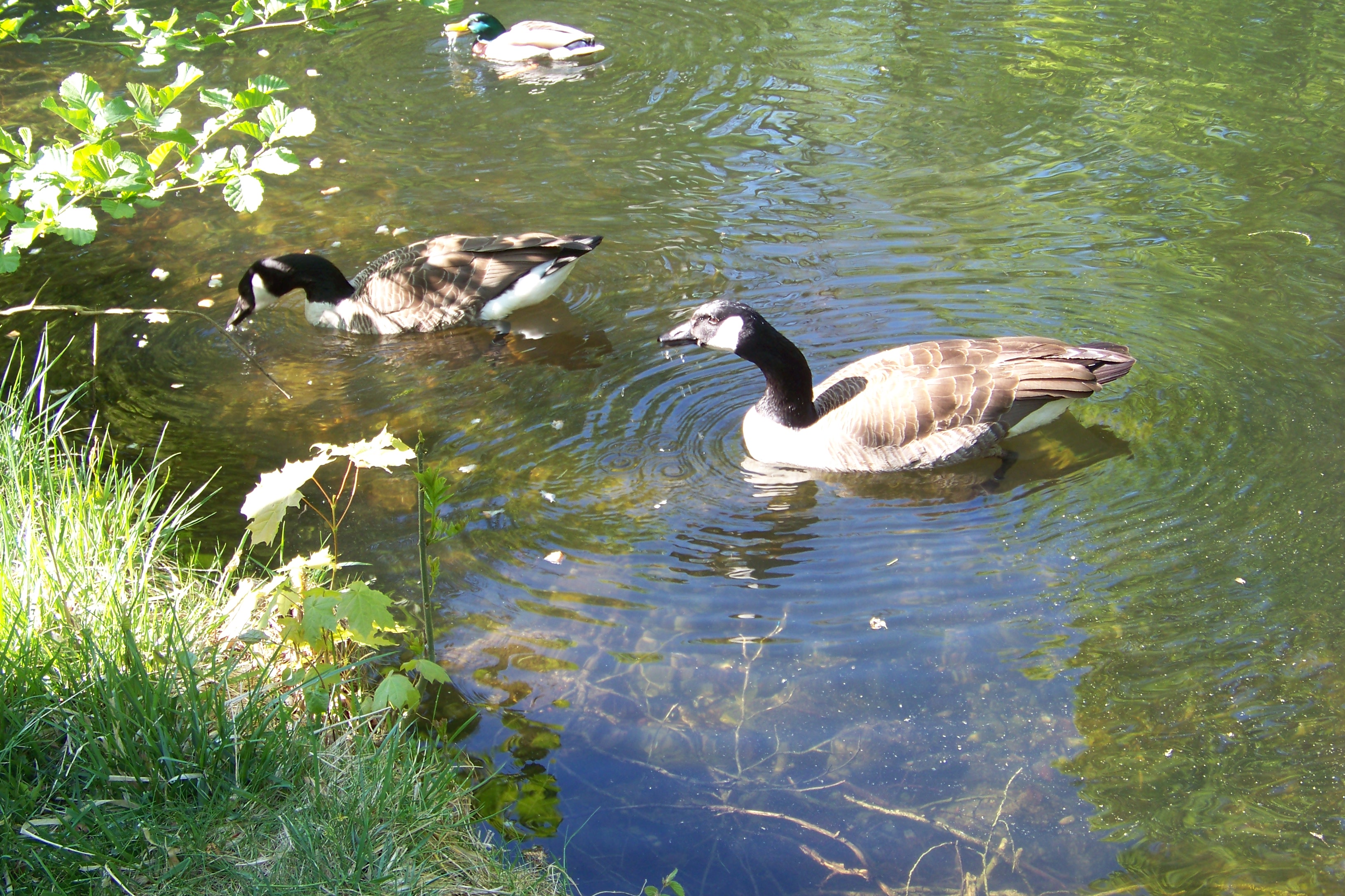 cj-pasing-enten.JPG