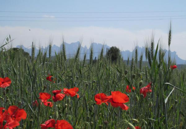 Mohn-Montserrat.jpg