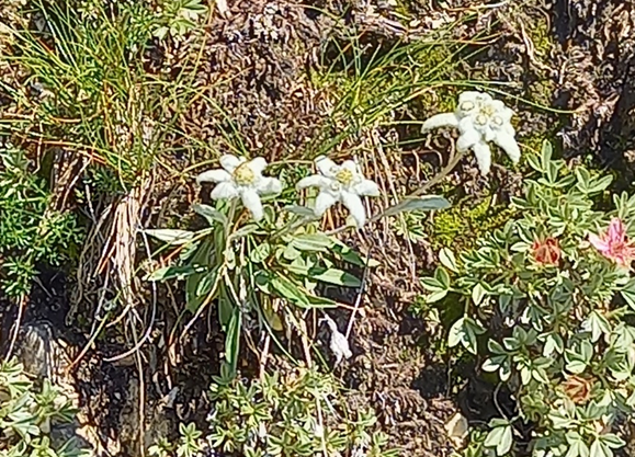 sommer-2020-wanderung-dolomiten-enzian.png