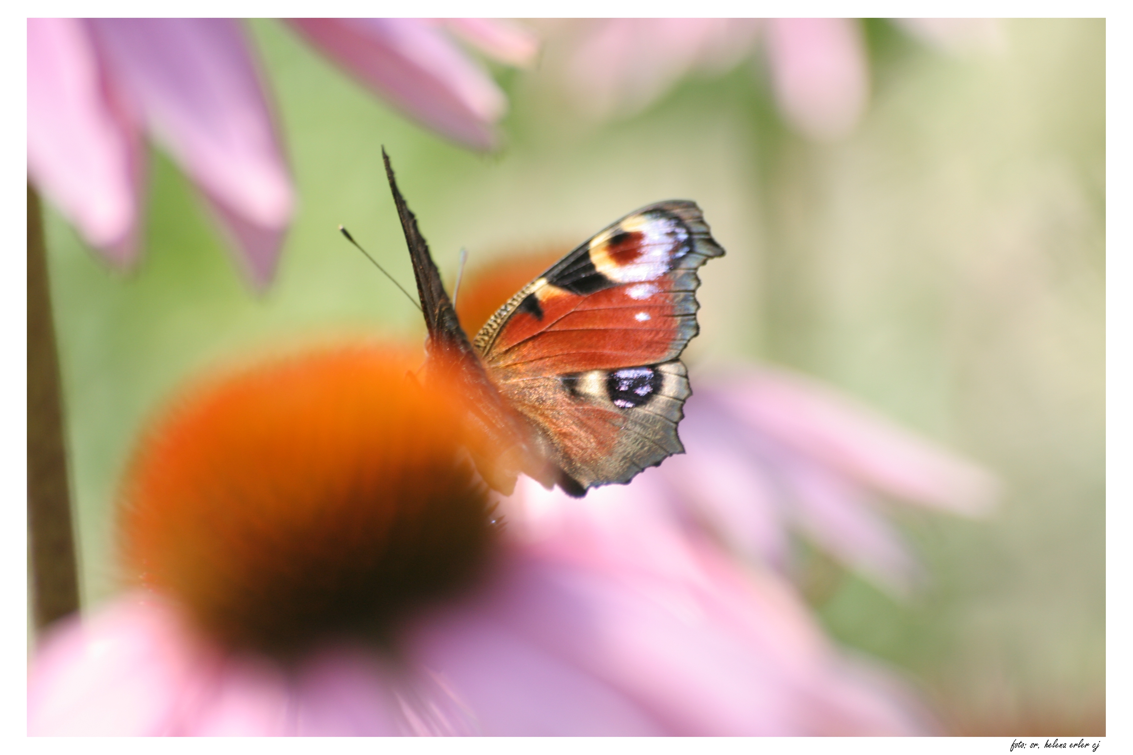 schmetterling_halb_Kopie.JPG