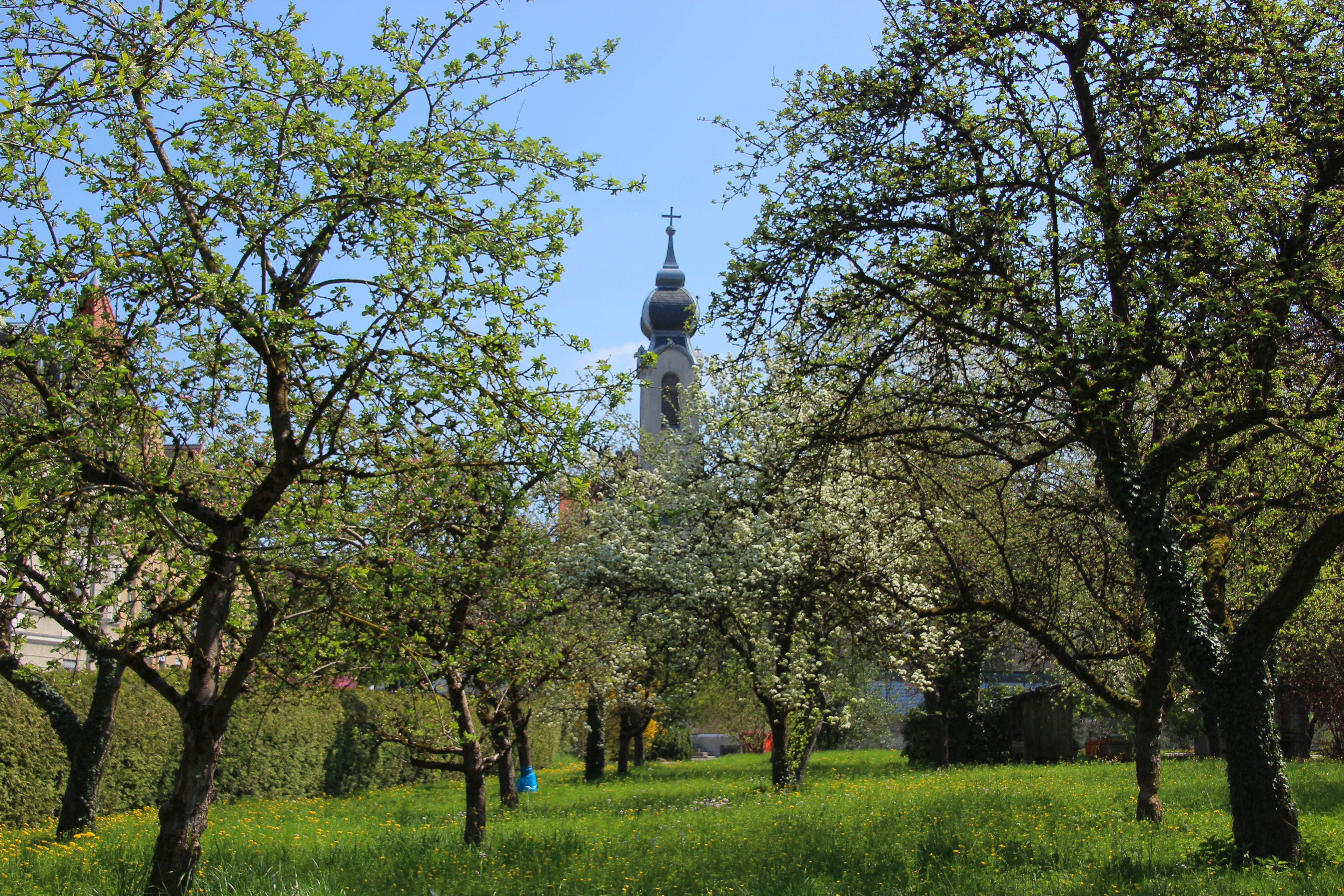 obstbaeume-fruehling-congregatio-jesu-muenchen-pasing.jpg