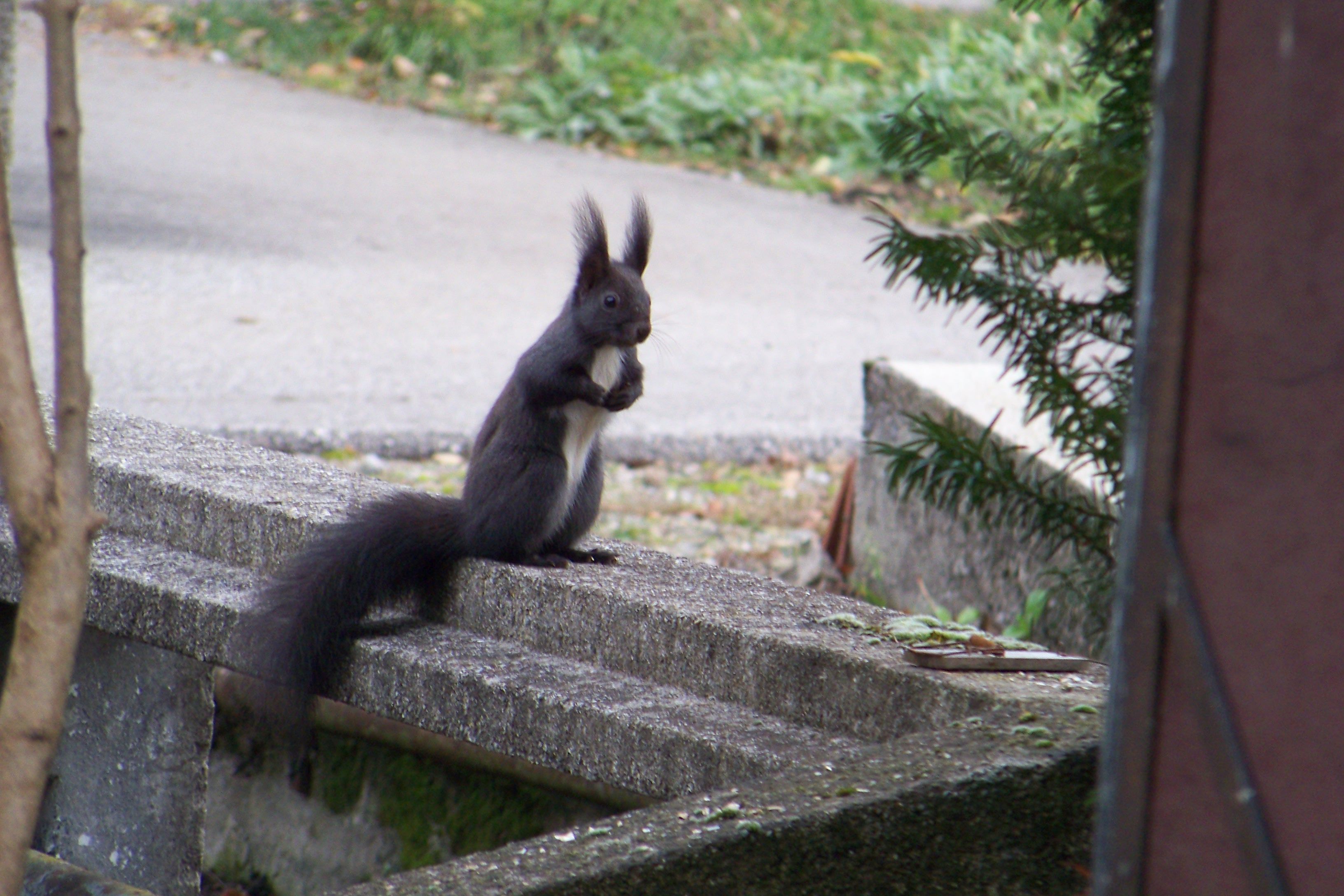 pasing-schwarzes-eichhoernchen.jpg