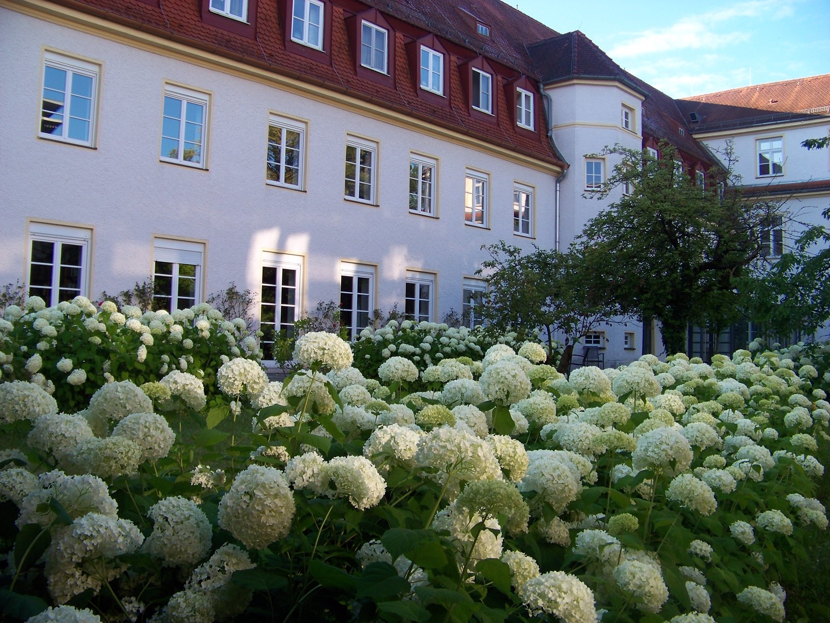 hortensien-pasing-sonne.jpg