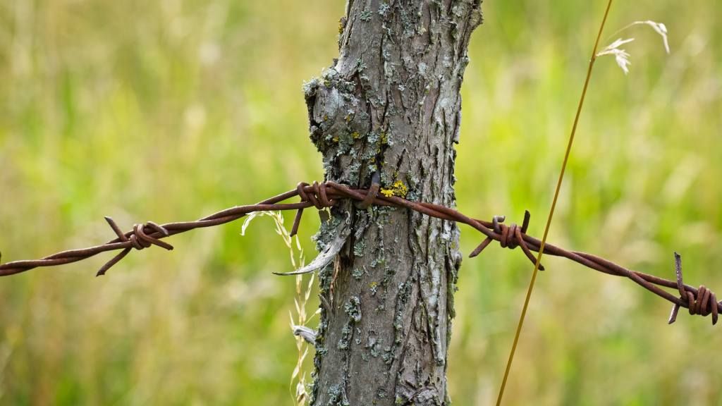 antranias-barbed-wire-2520035_klein.jpg