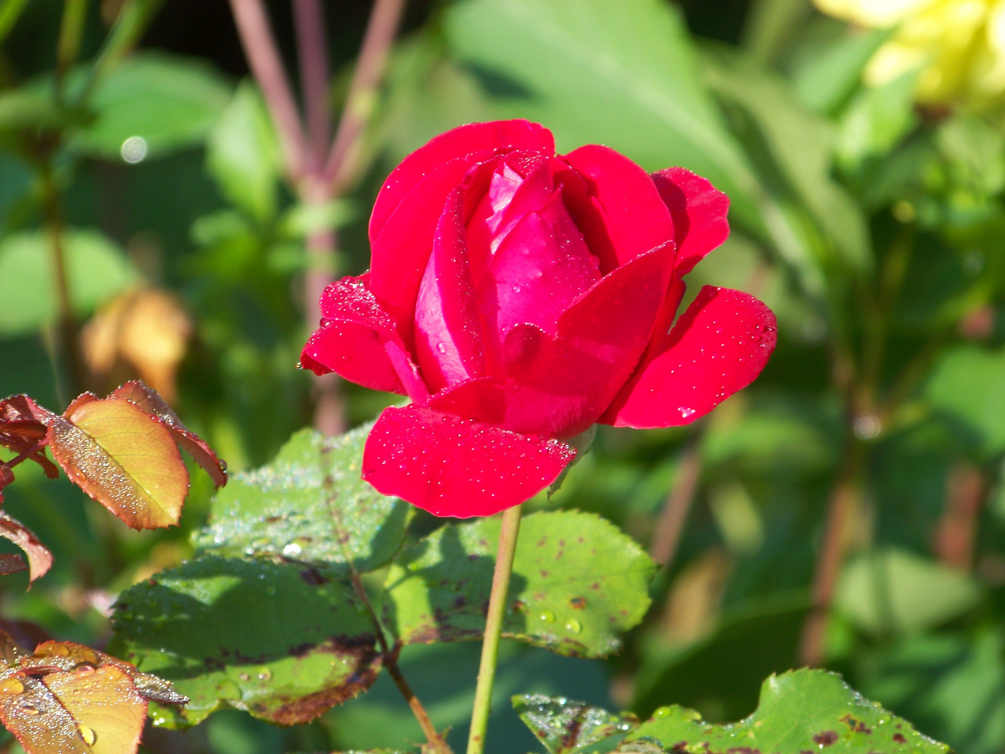 spaetsommerimpressionen-rose.jpg