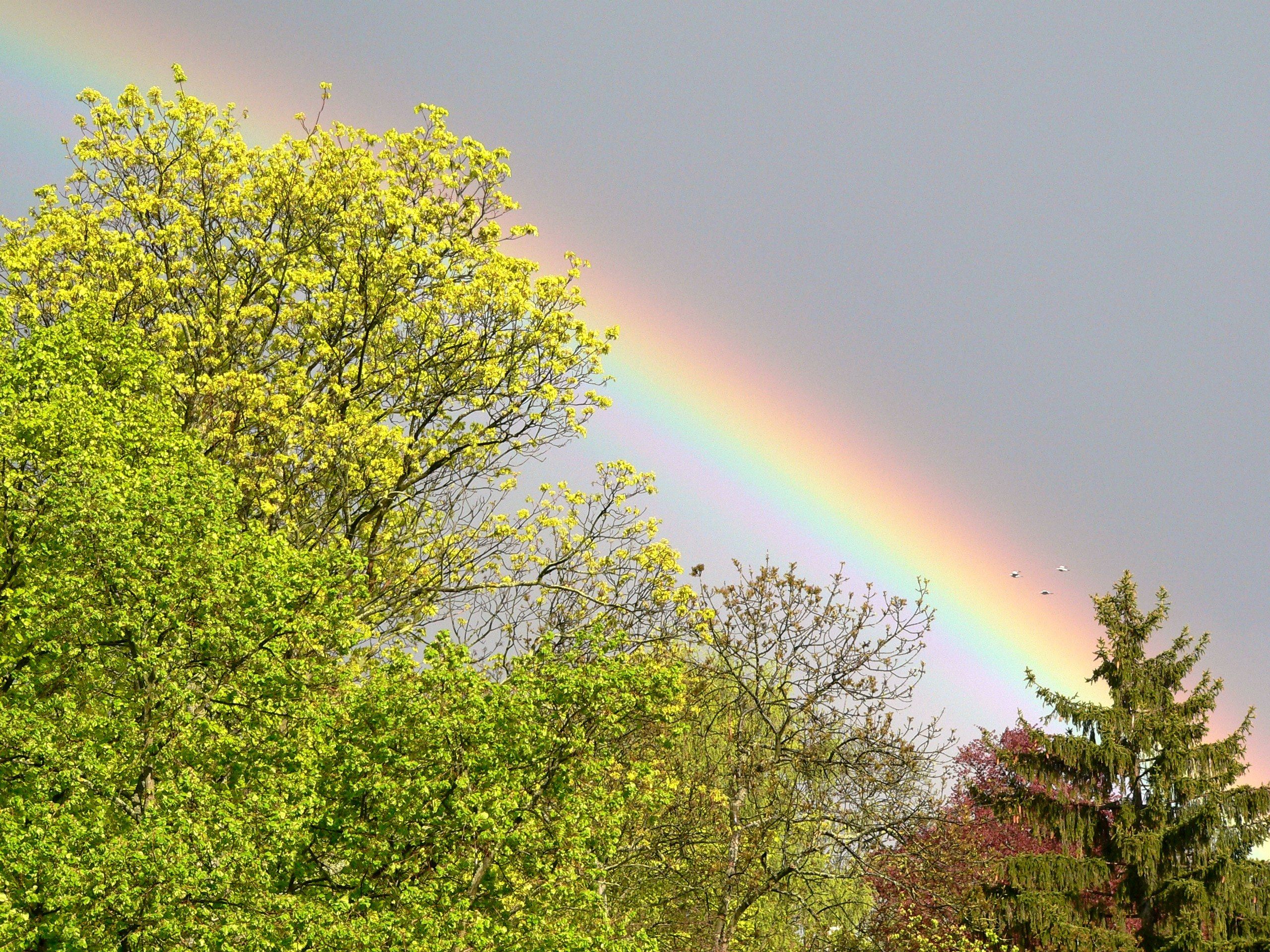 regenbogen-baeume.jpg