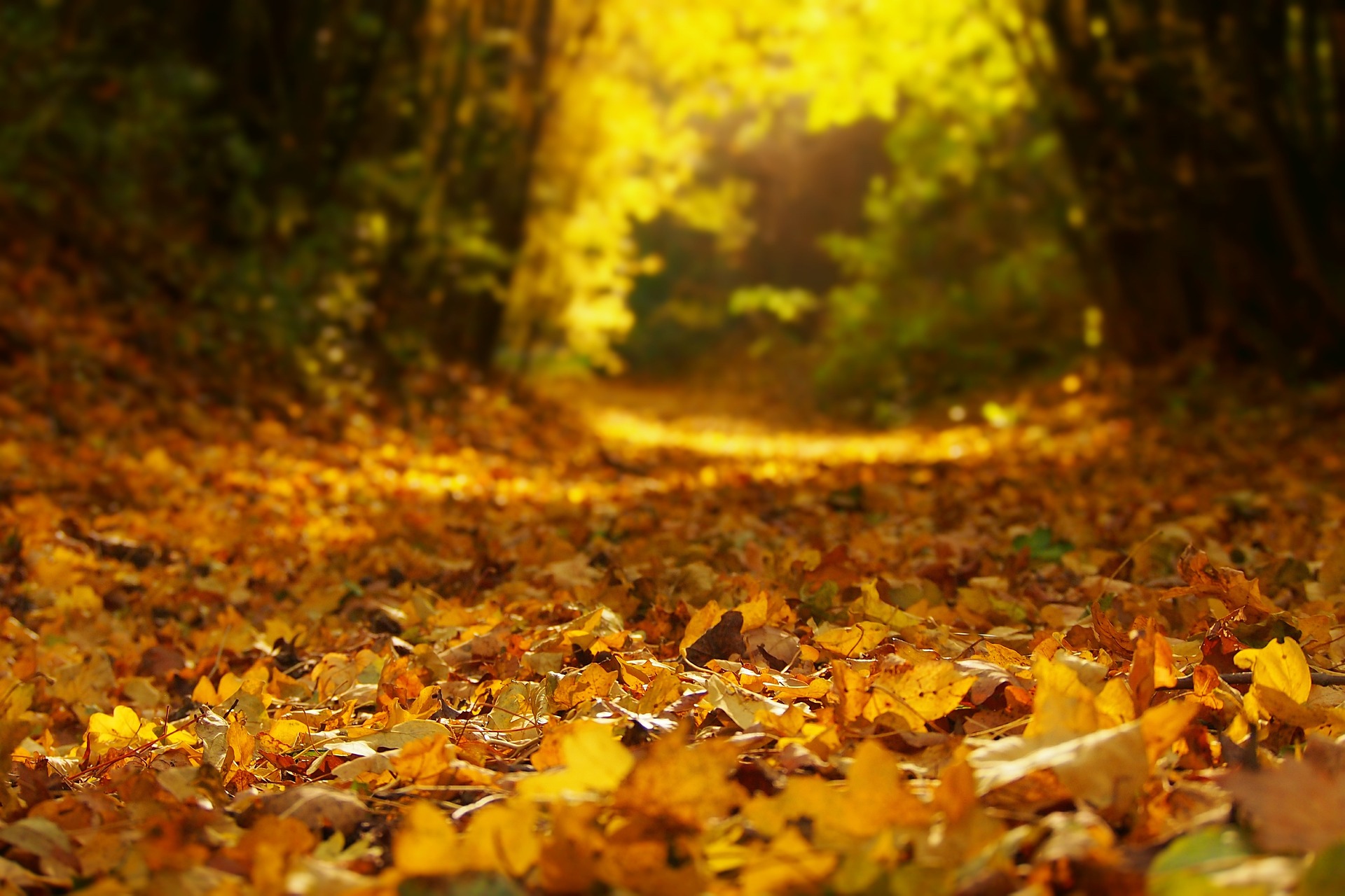 autumn-g7633b32aa_1920.jpg