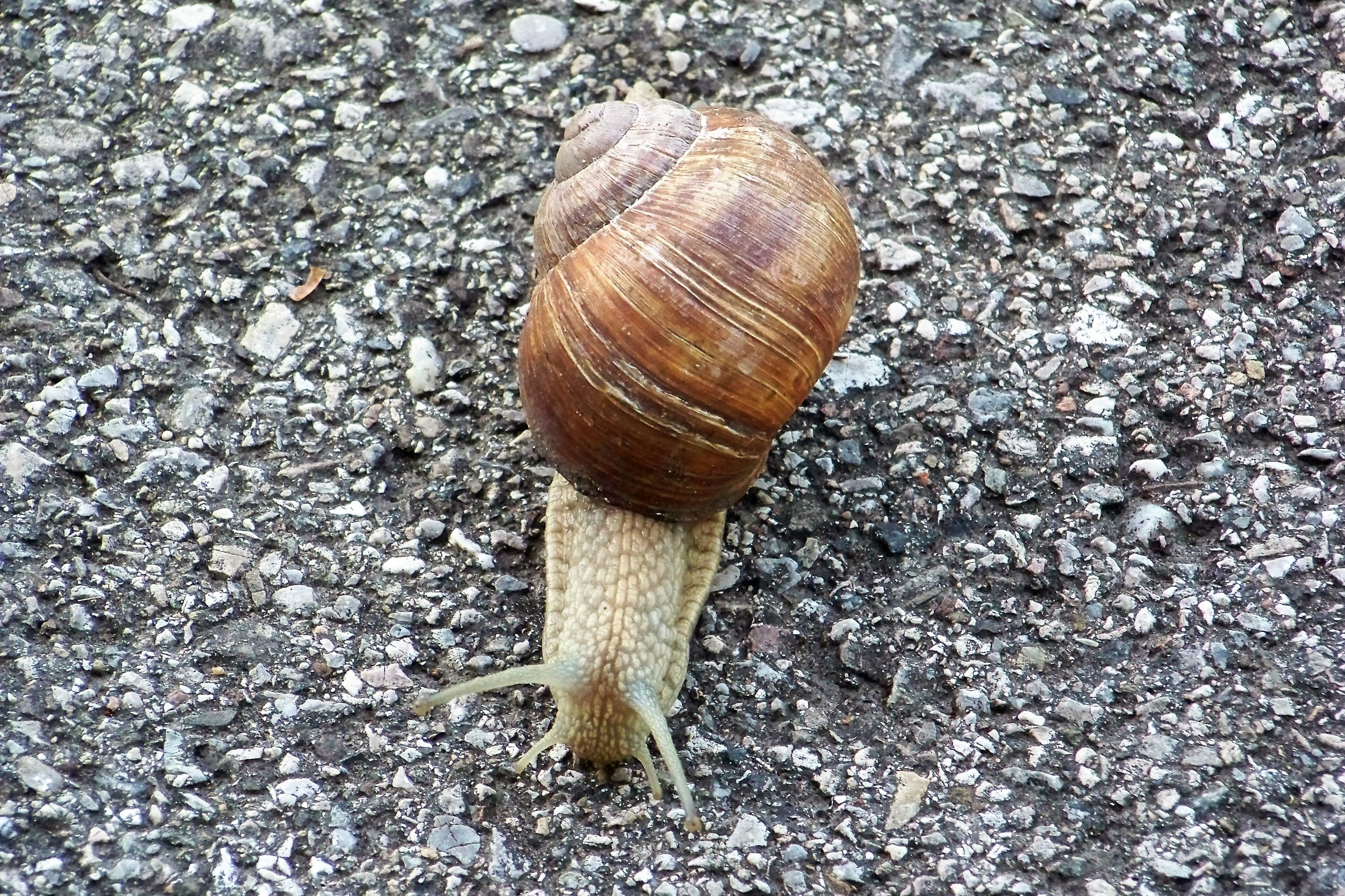 pasing-schnecke.jpg