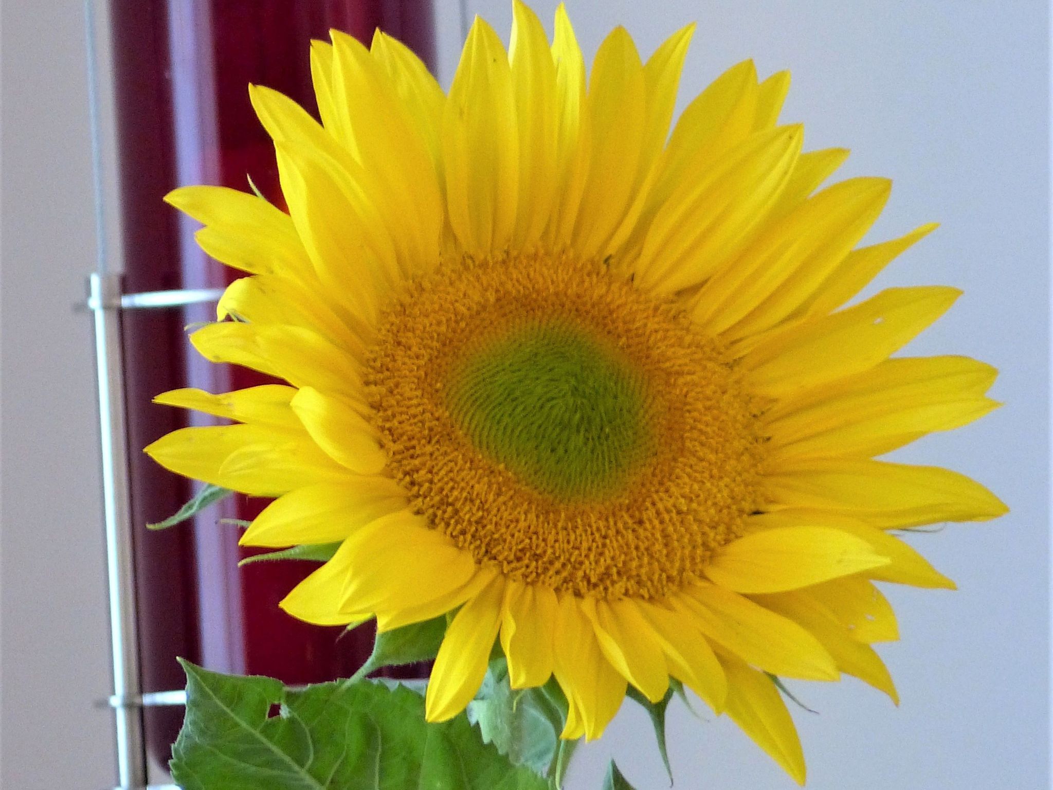 sonnenblume-quer.jpg