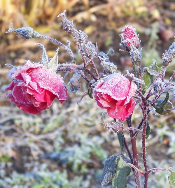 winterspaziergang-rosen.JPG