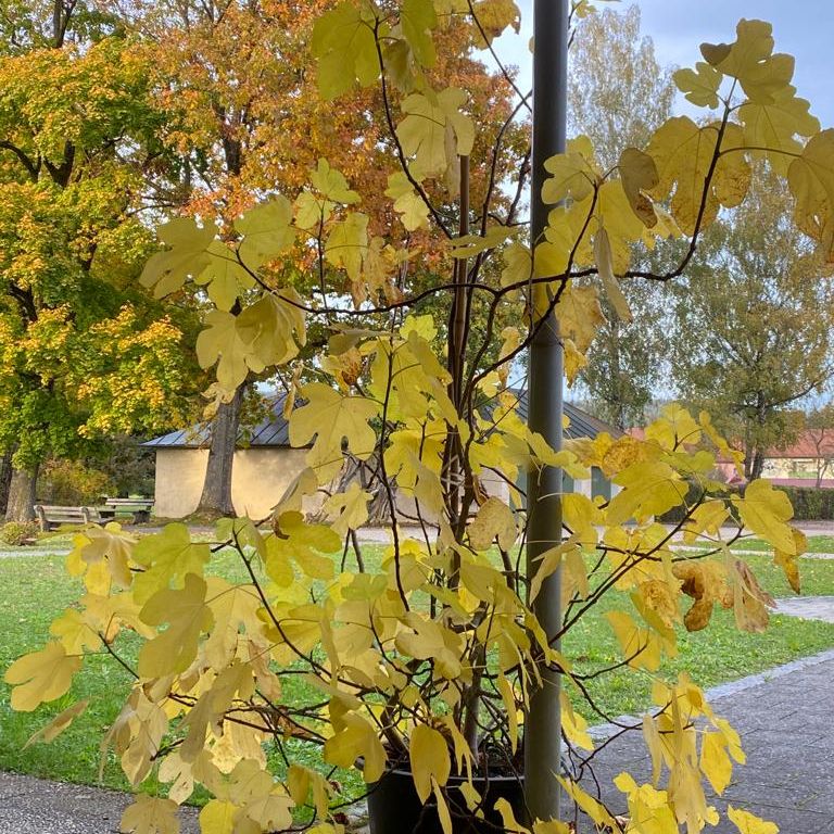 herbst-simbach-garten-laub.jpg