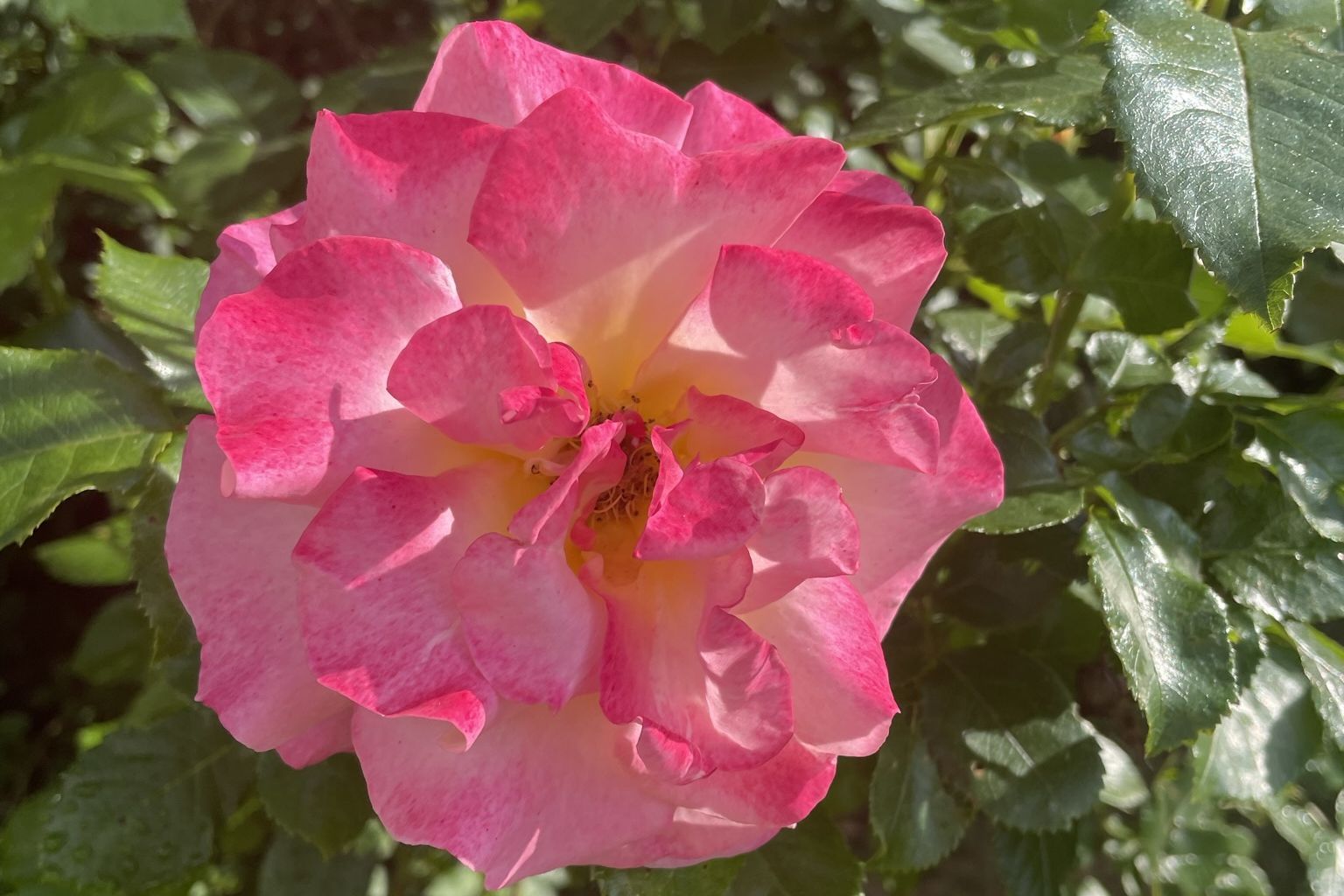 rosenbluete.jpg