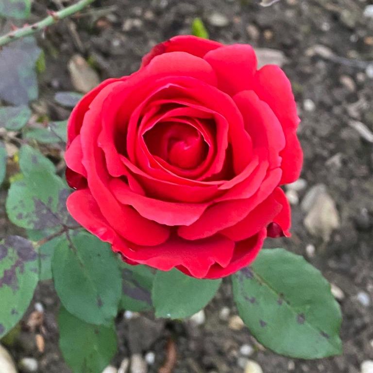 herbst-simbach-garten-rose-rot.jpg