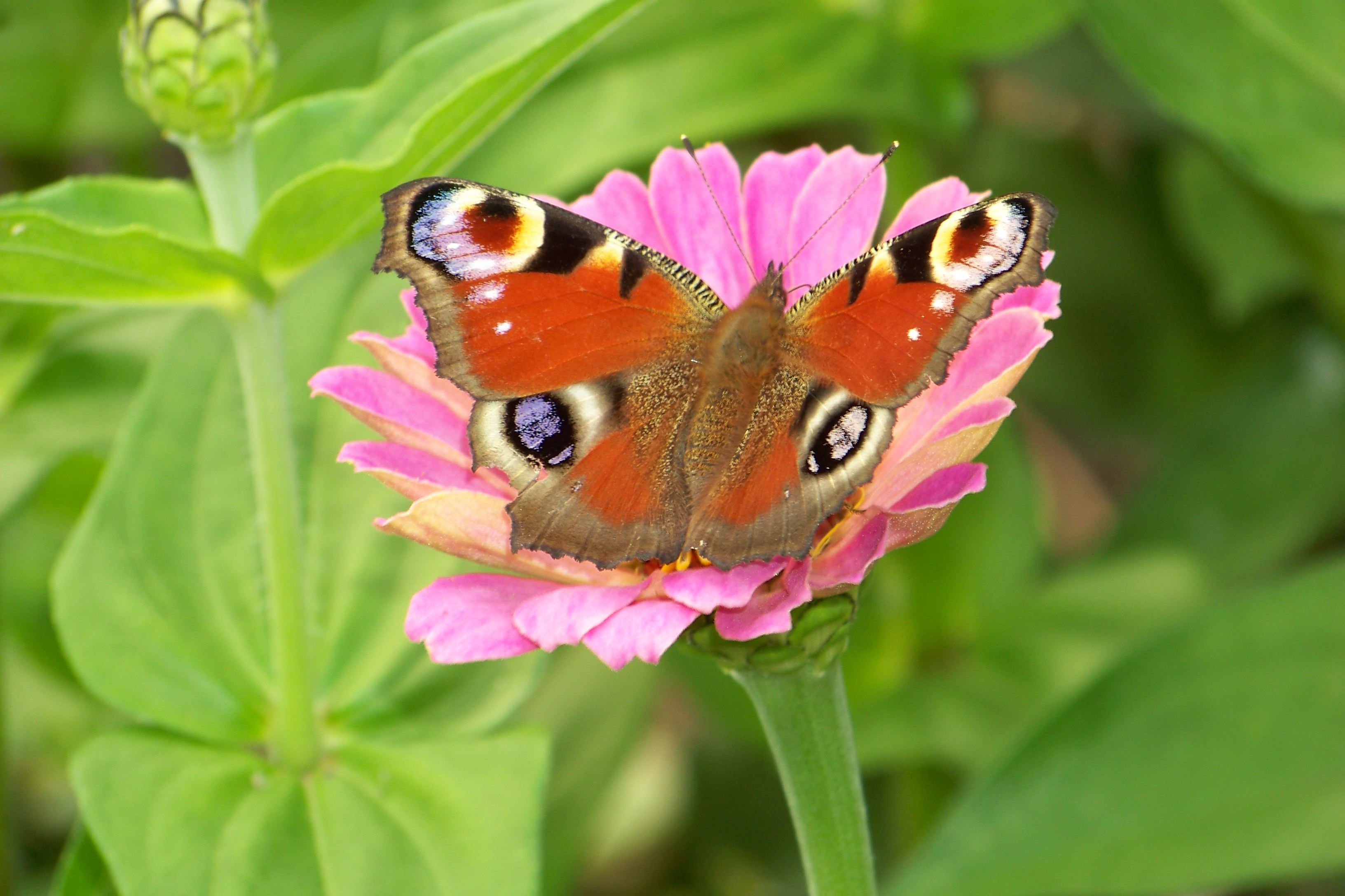 schmetterling-auf-bluete.jpg