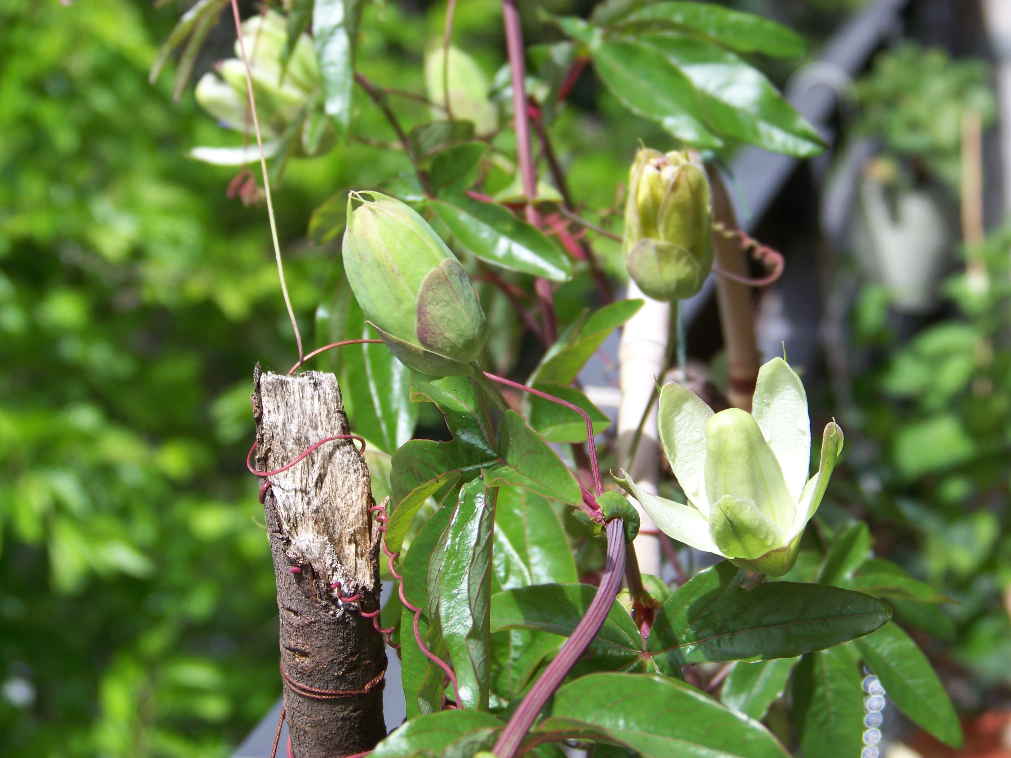 passionsblumen-pasing-detail.jpg