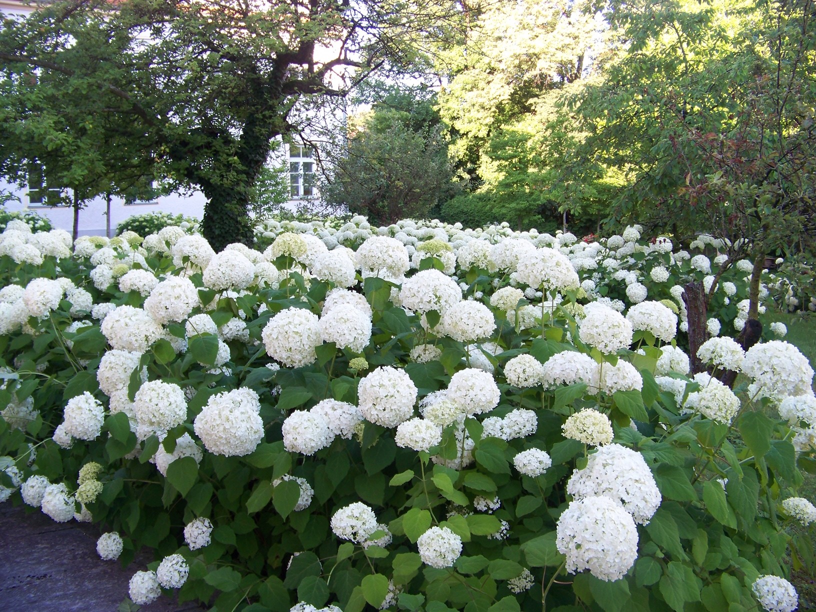 hortensien-pasing-garten.jpg