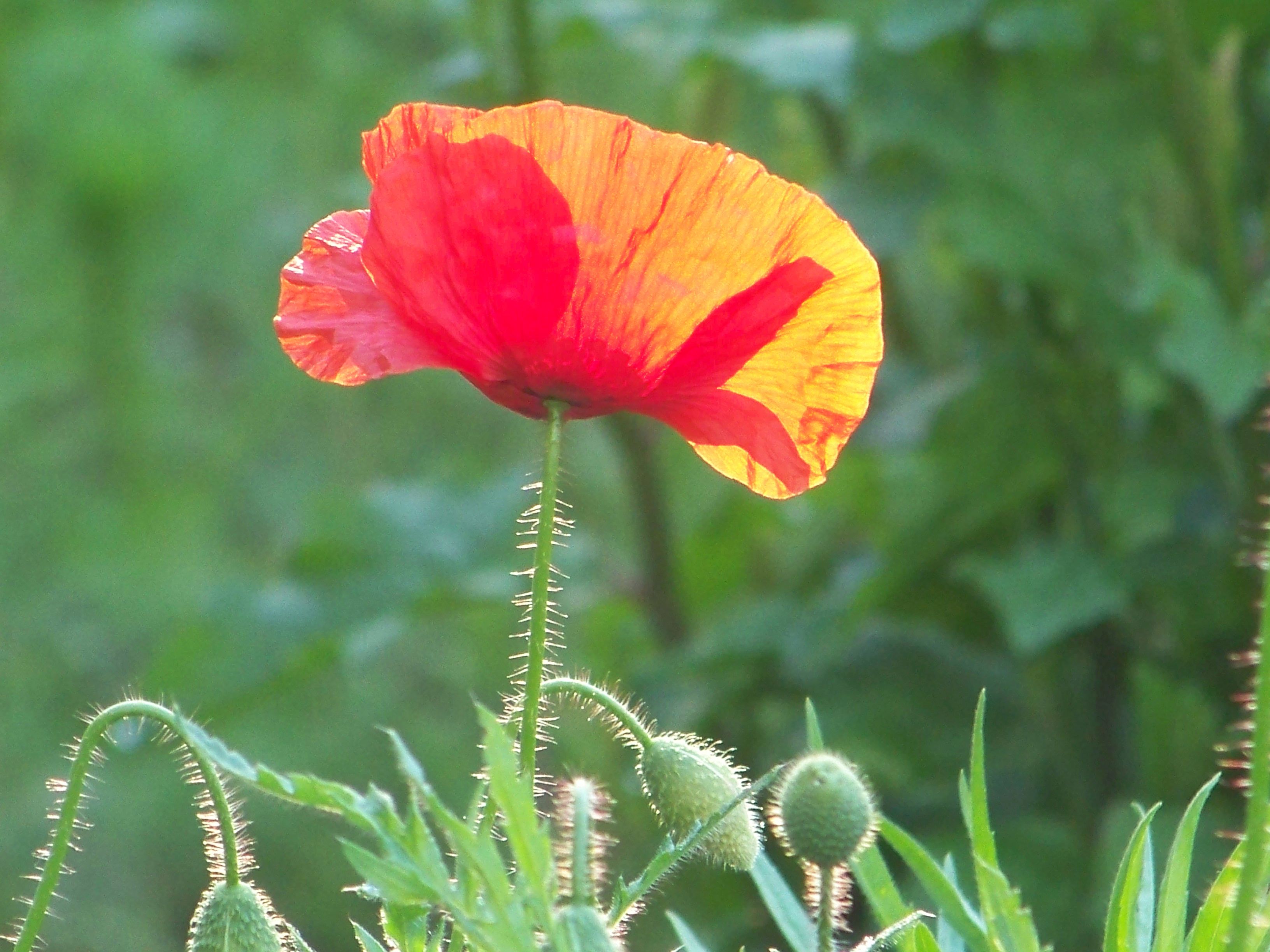 spaetsommerimpressionen-mohn.jpg