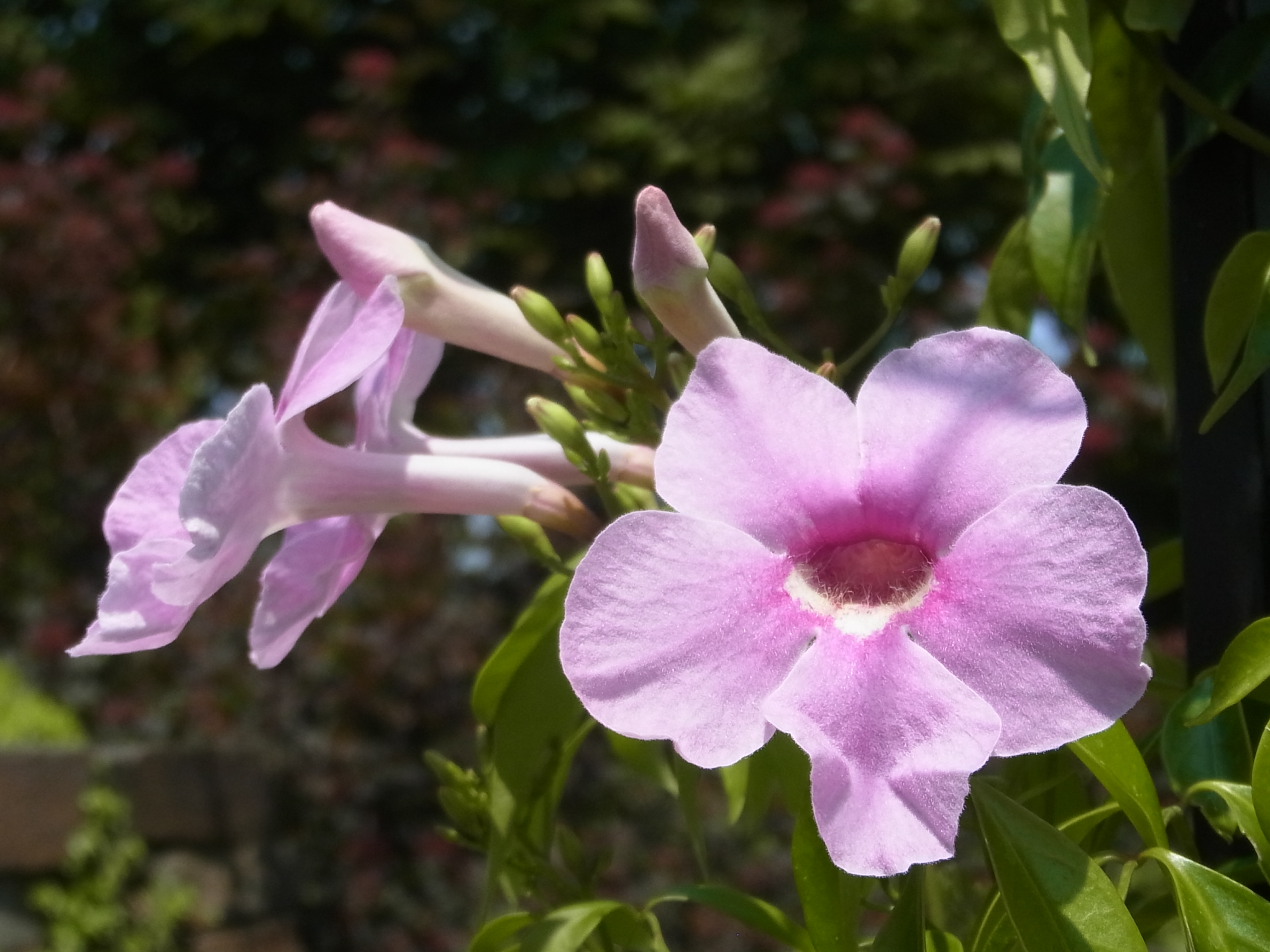 Garten in Neuburg