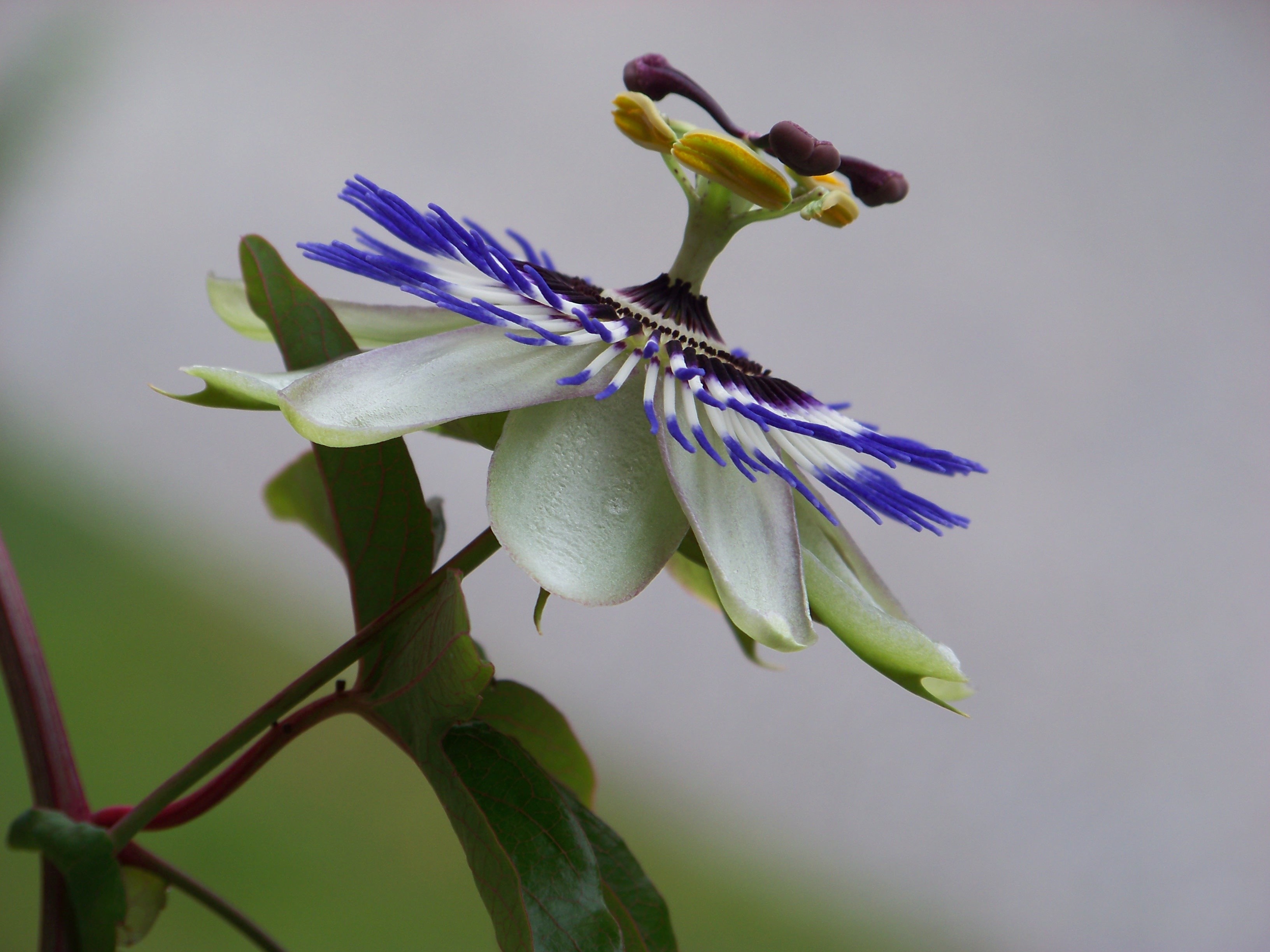 passionsblumen-pasing-bluete-makro.jpg