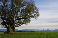 Baum_vor_Alpenpanorama_web.JPG