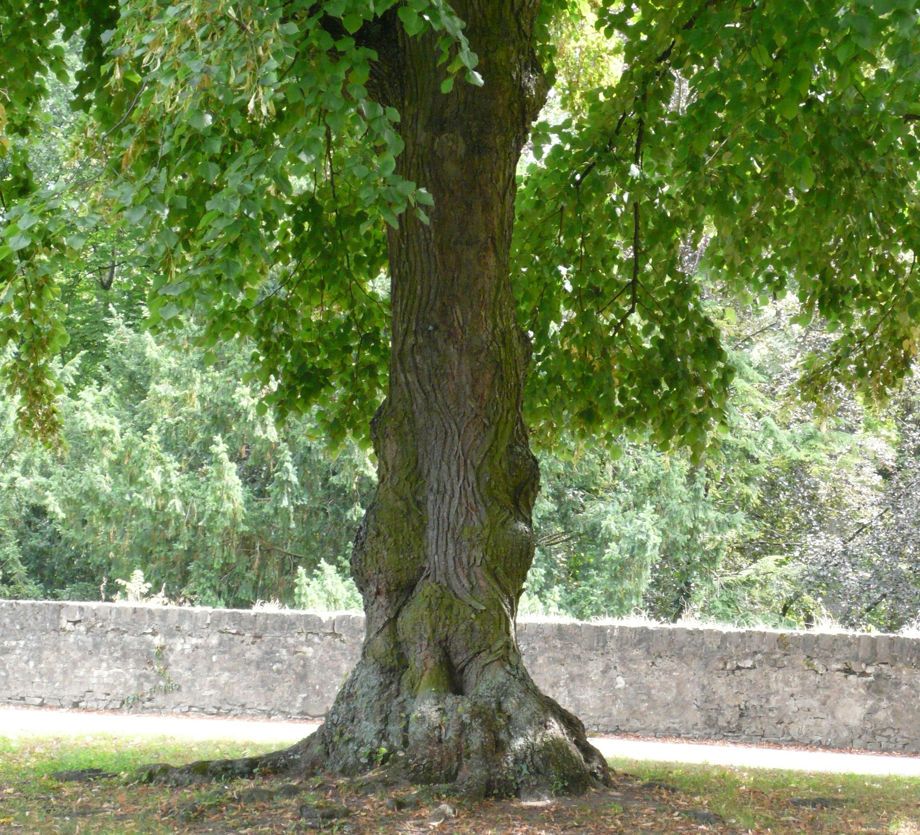 baum-mit-wurzel.jpg