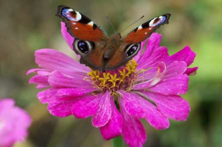 urlaub-pasing-schmetterling.jpg