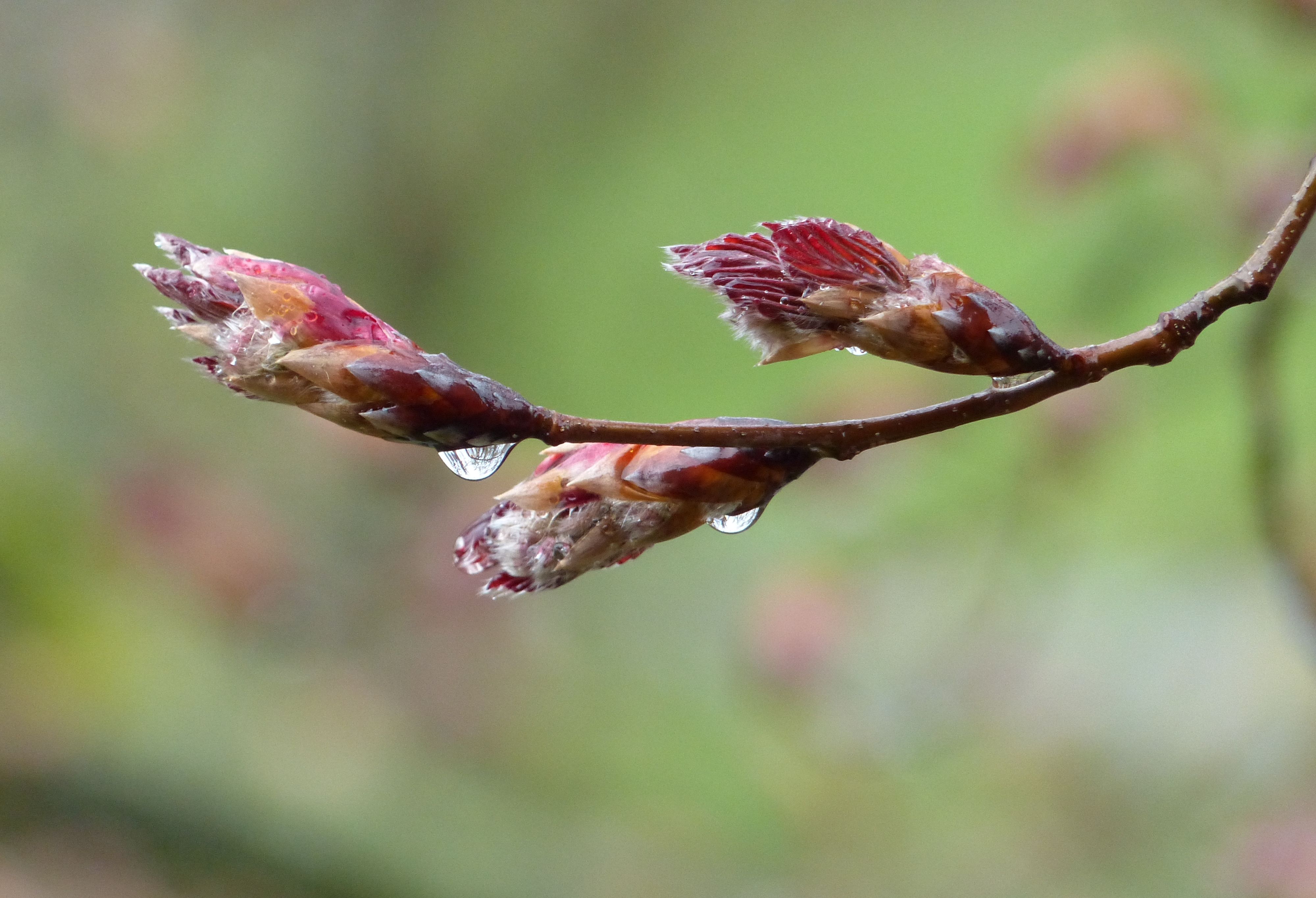 fruehlingstrieb-regen.jpg