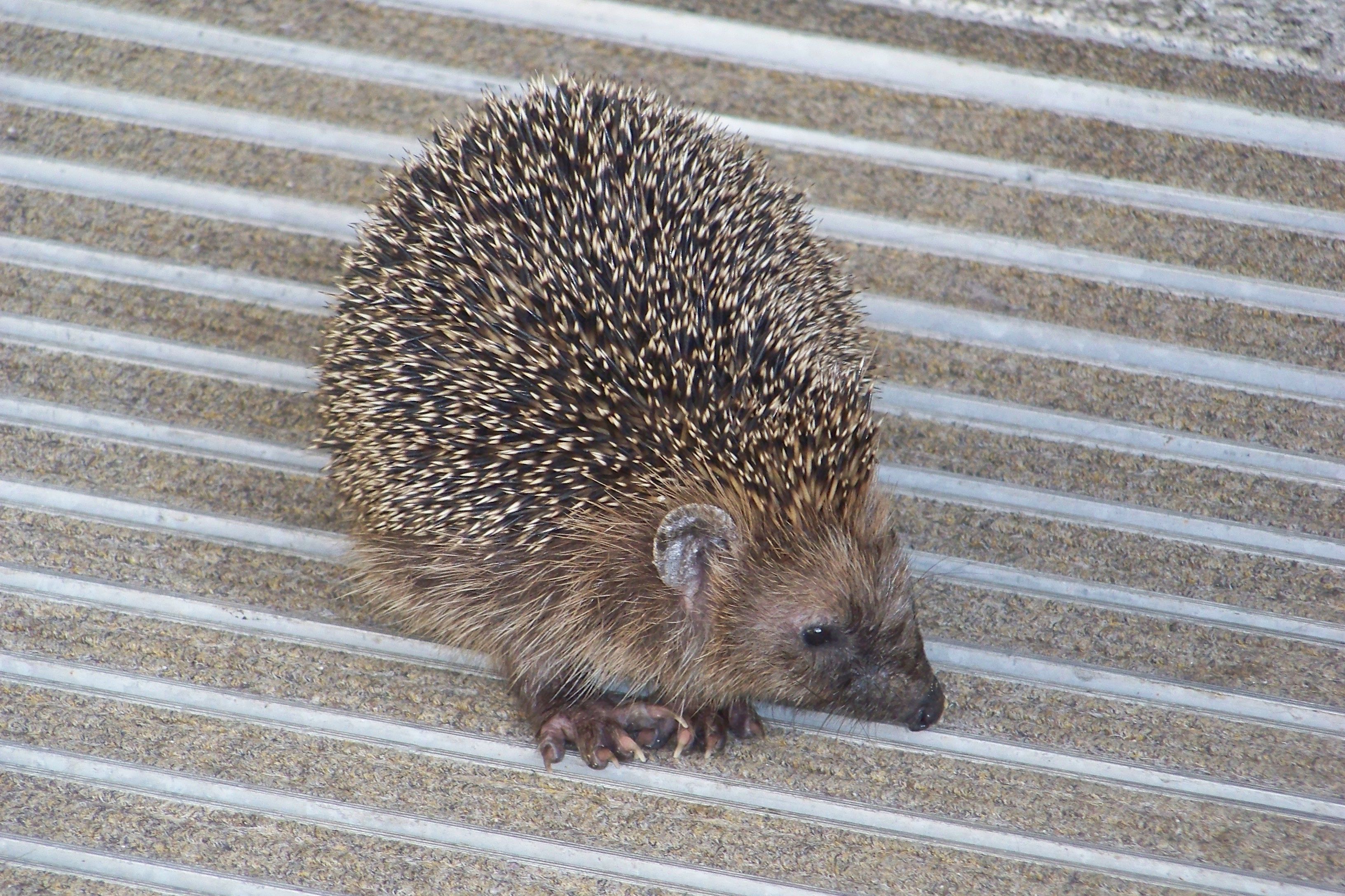 pasing-igel.jpg