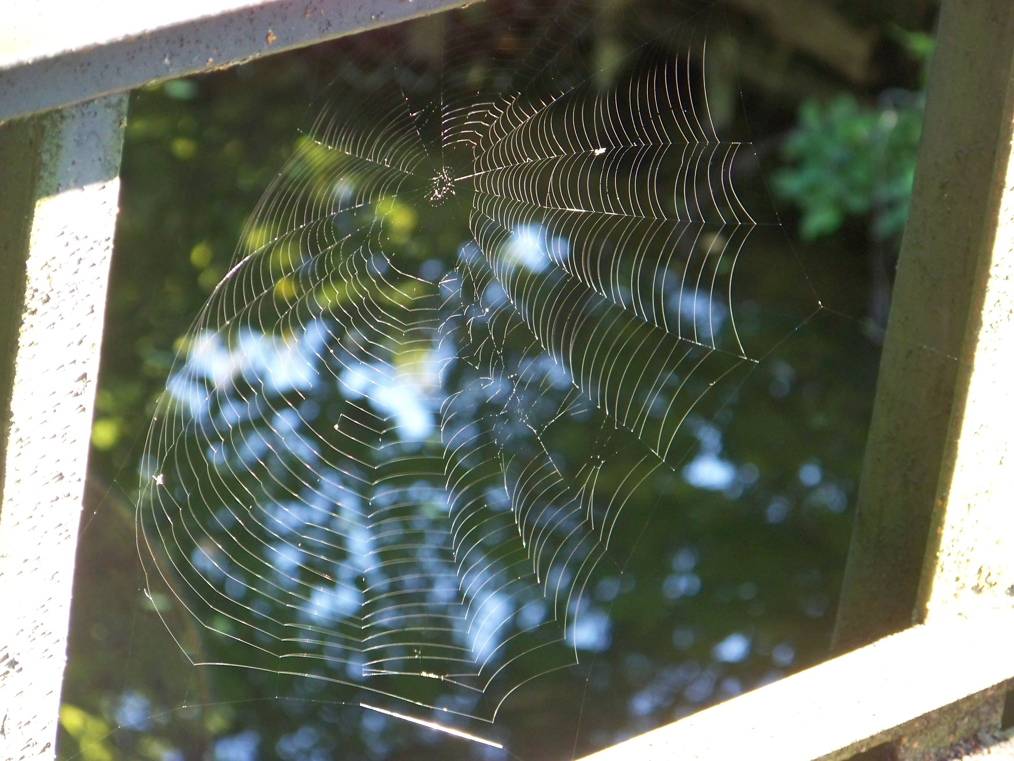 spaetsommerimpressionen-spinnennetz.jpg