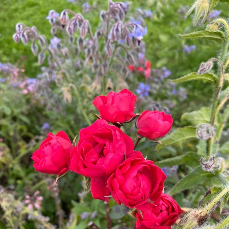 herbst-simbach-garten-rosen.jpg