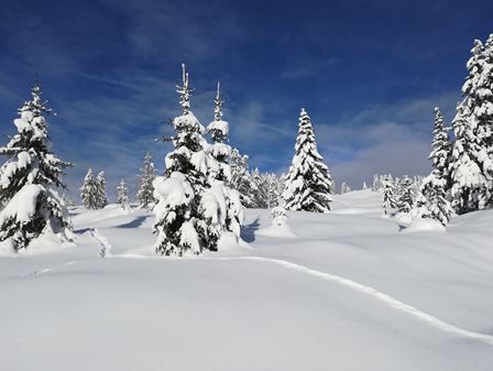 suedtirol-winter-tannen.jpg