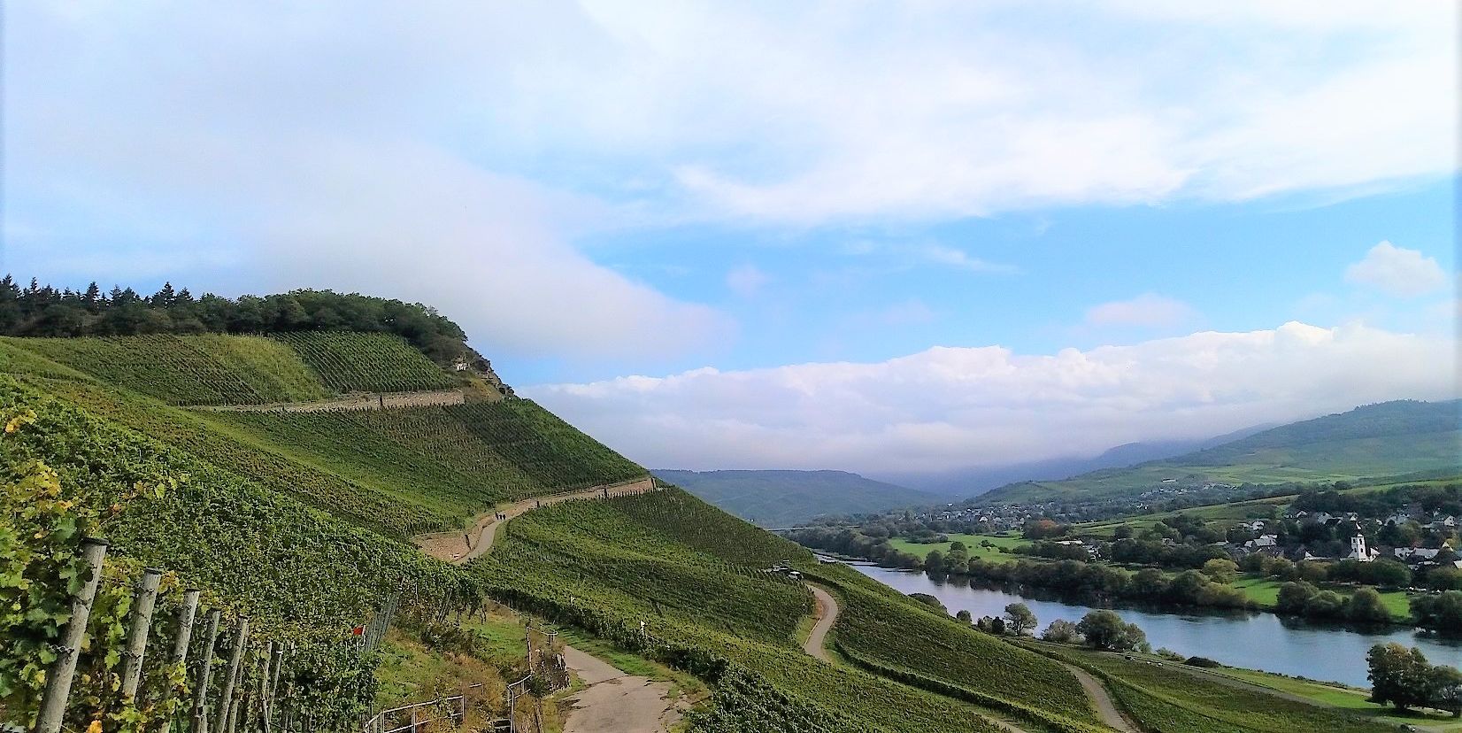 Weinberge an der Mosel