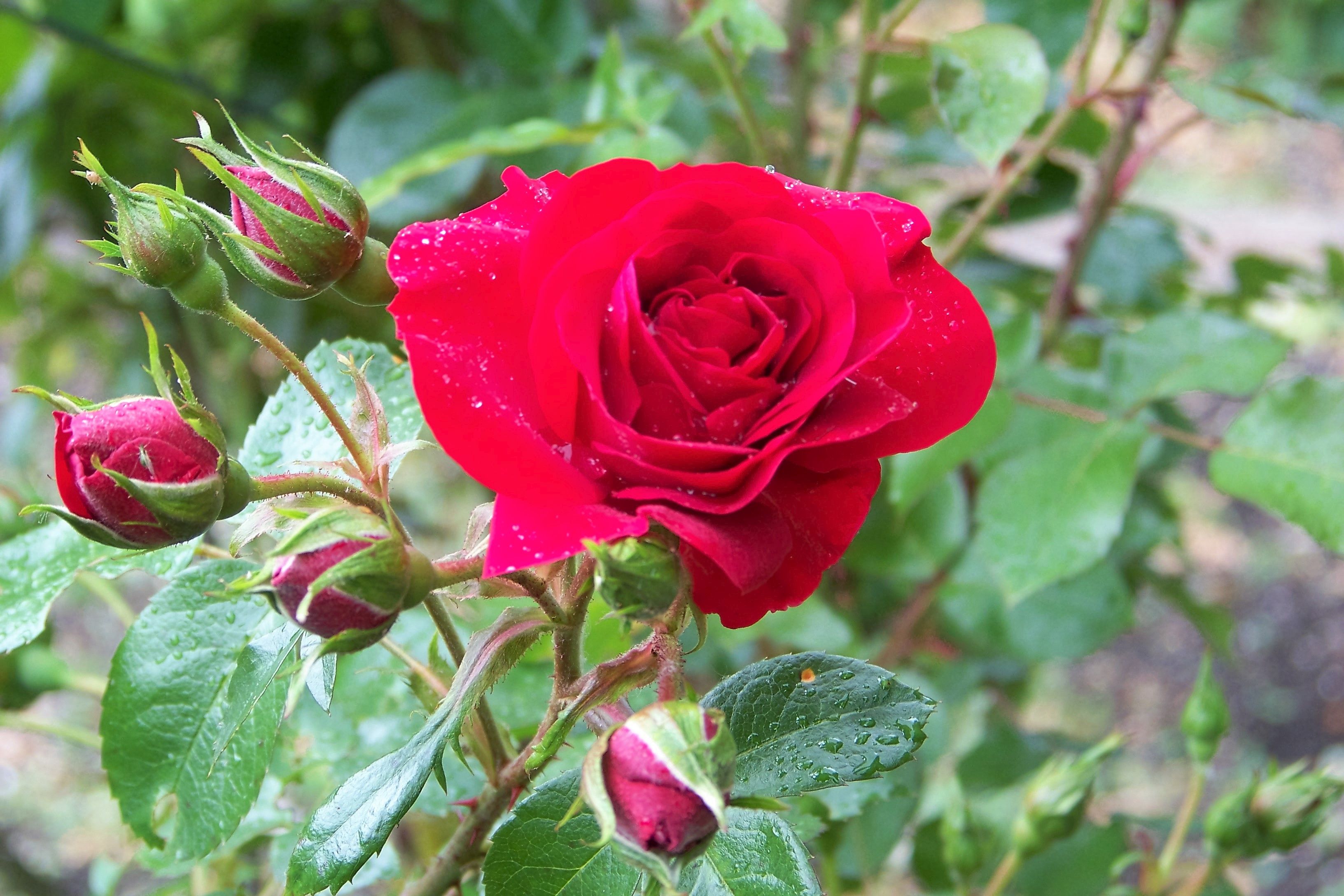 rote Rosen im Garten