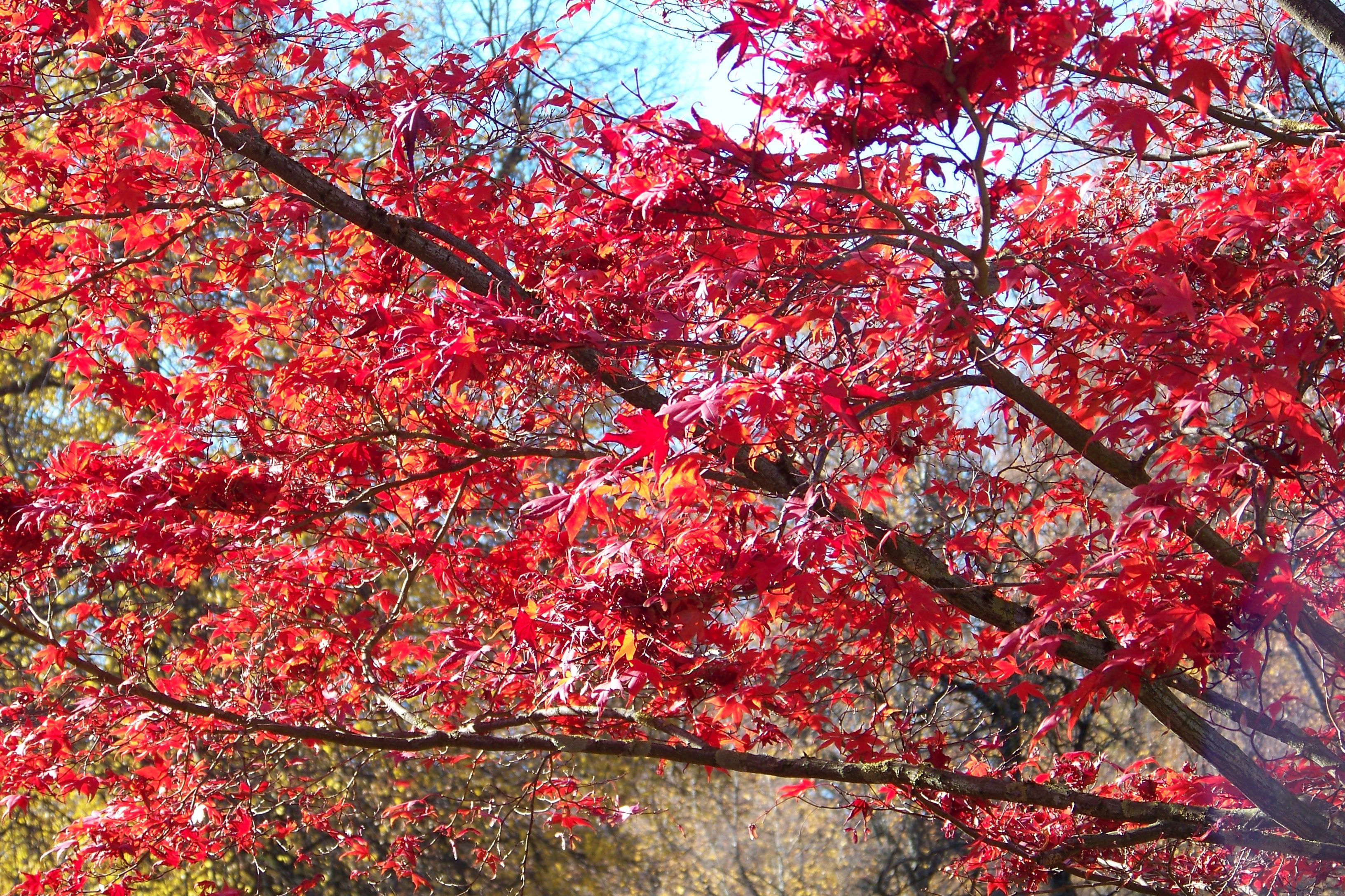 herbstlaub-rot.jpg