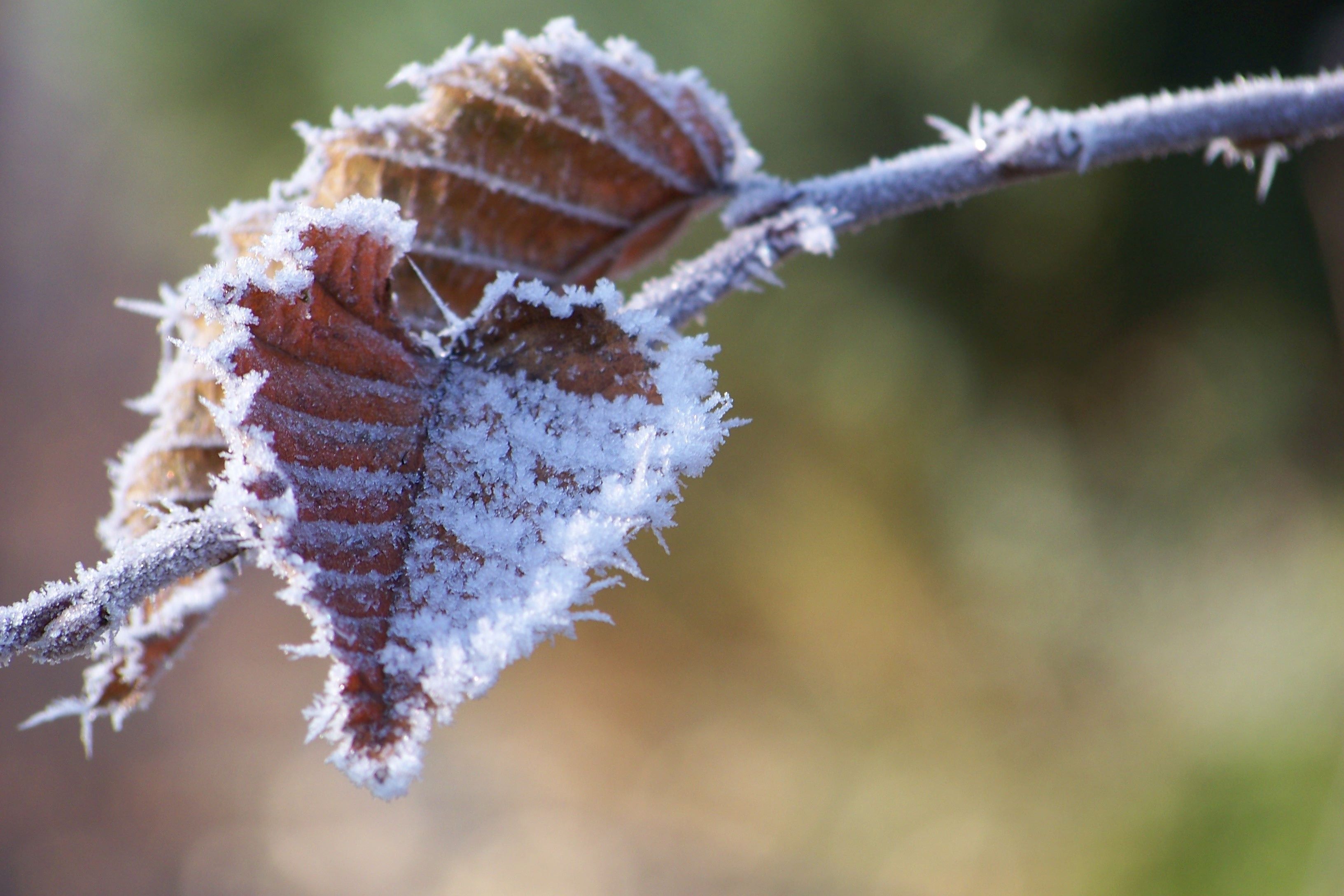 herzfoermiges-blatt-im-winter.jpg