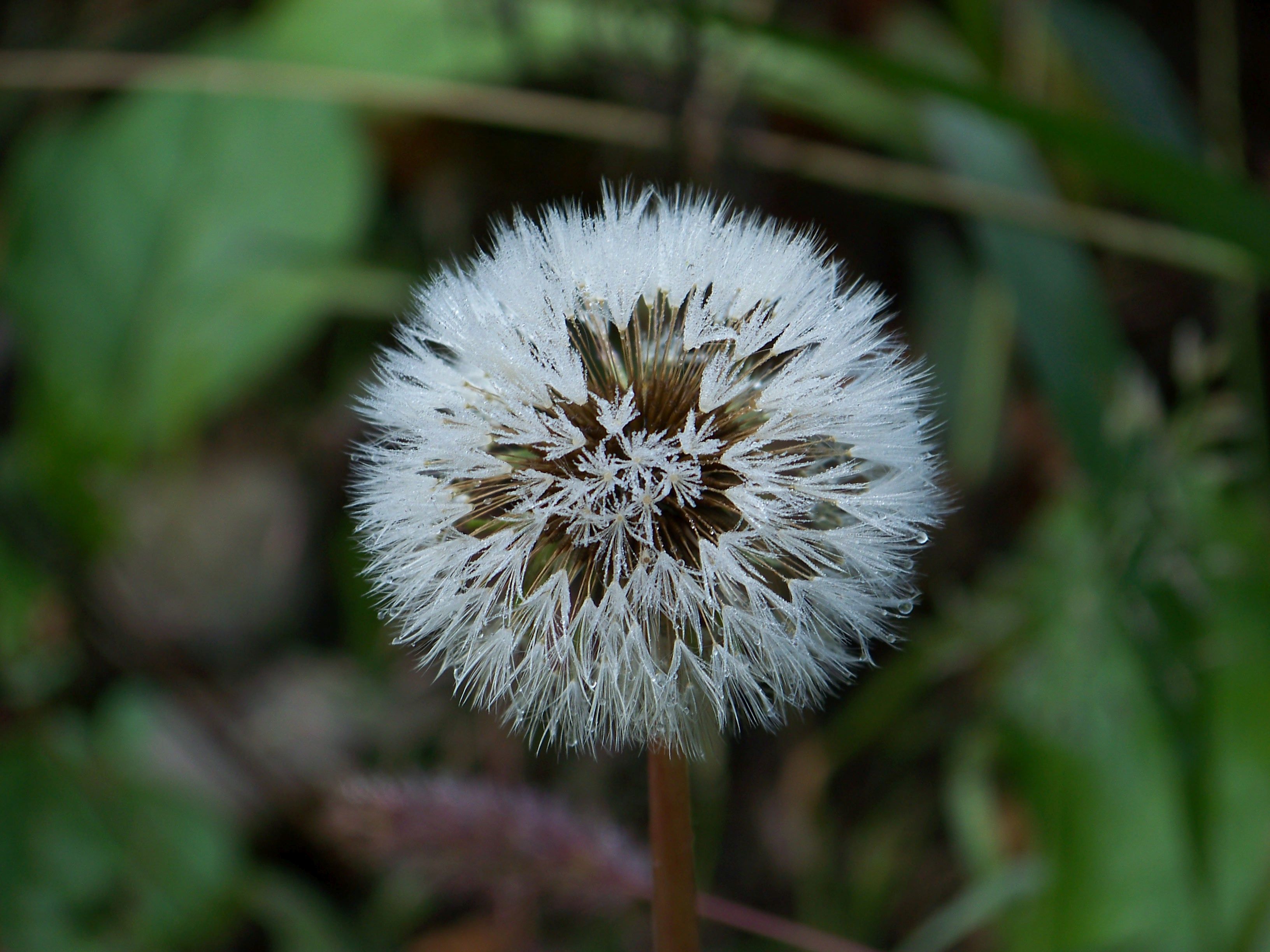 spaetsommerimpressionen-loewenzahn-pusteblume-tau.jpg