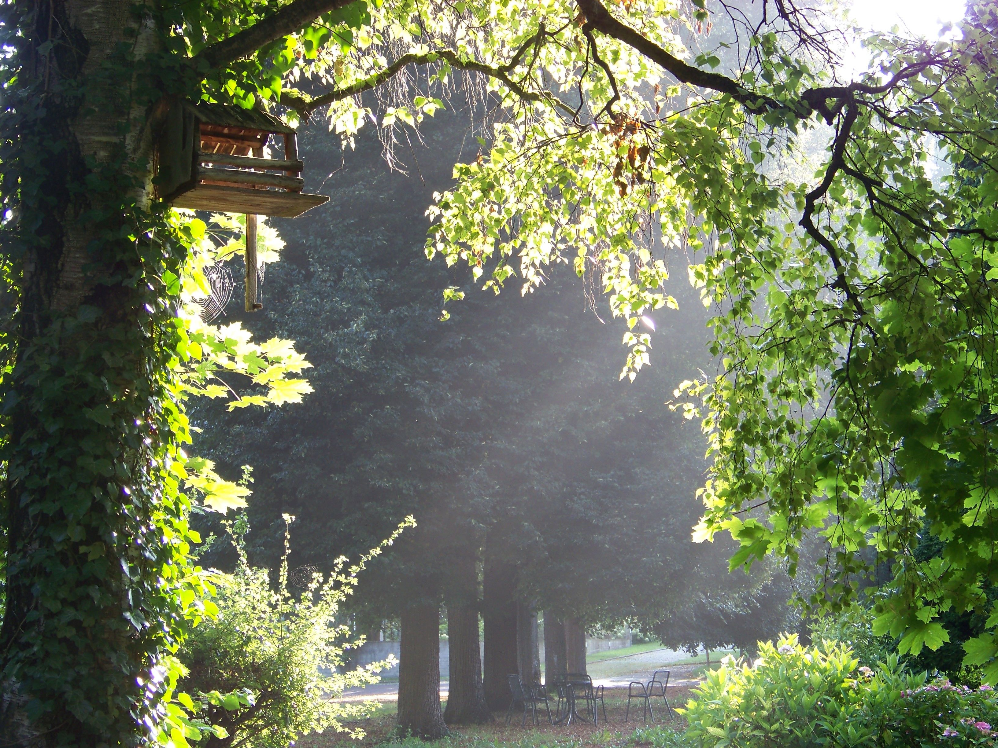 spaetsommerimpressionen-fruehnebel.jpg