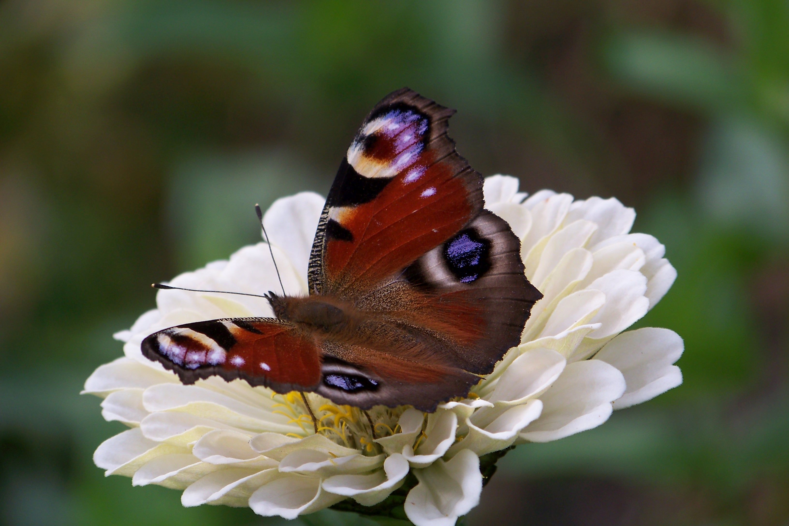 schmetterling-auf-weisser-bluete.jpg