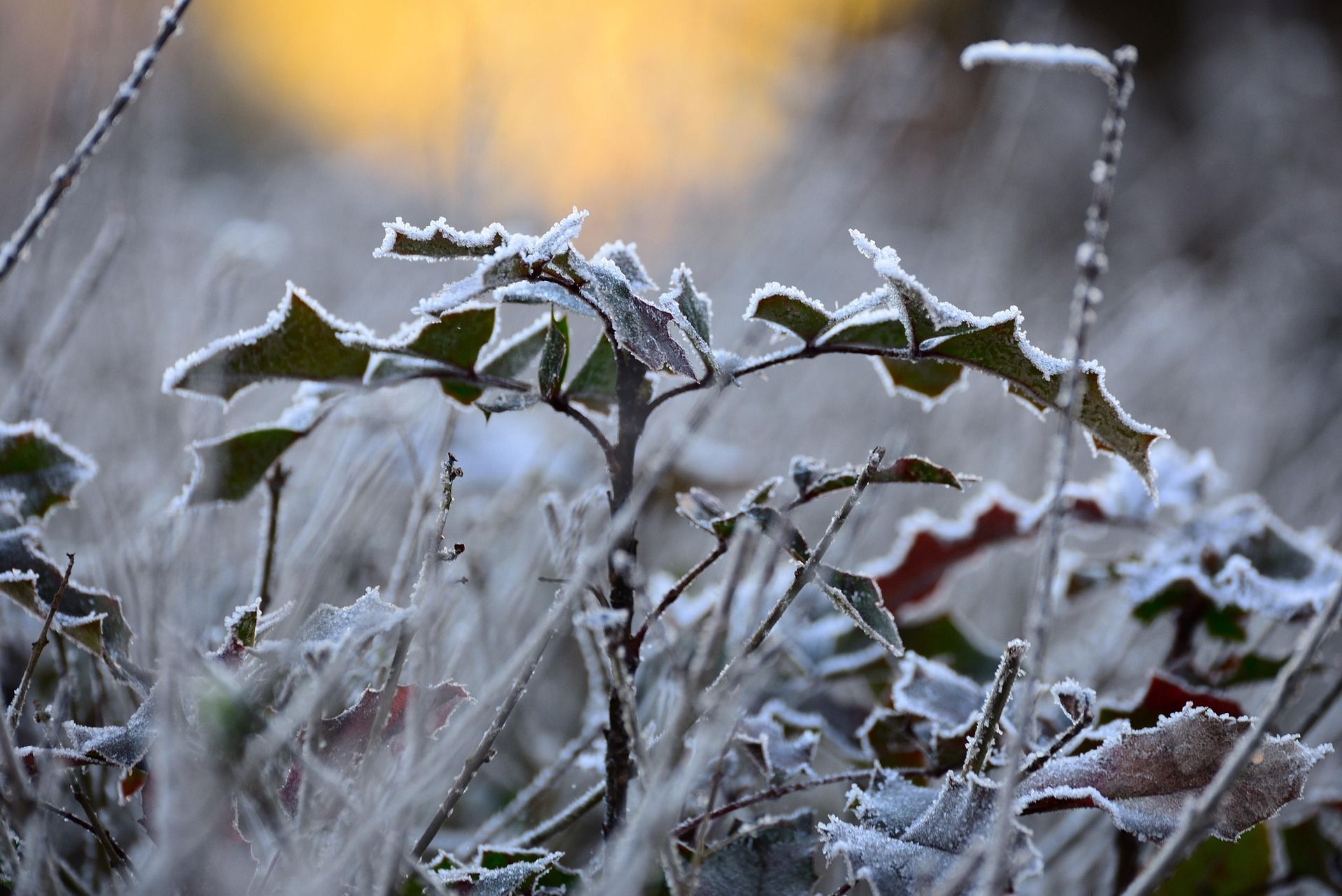 frost-6884919_1920.jpg