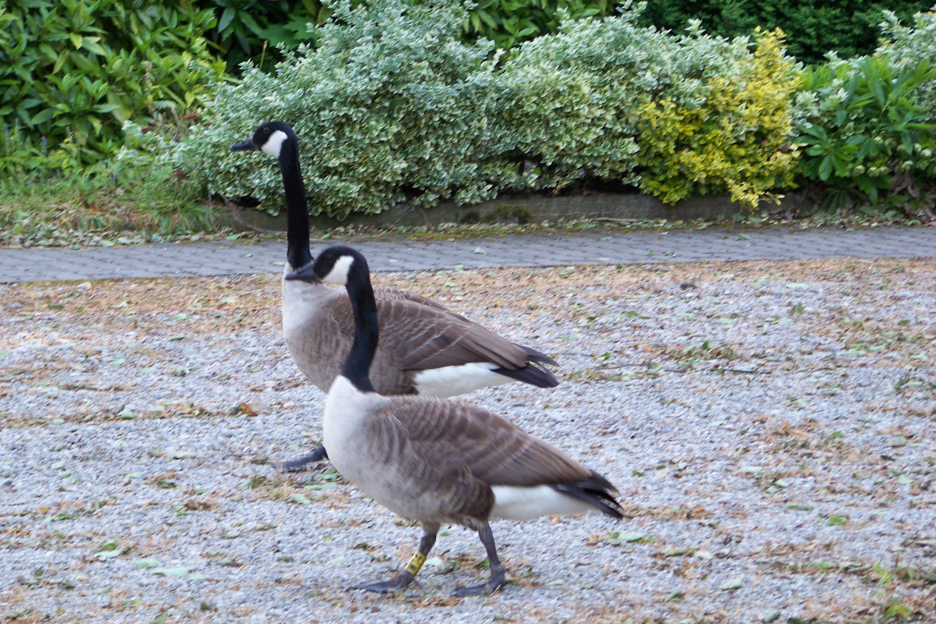 pasing-gaensepaerchen.jpg